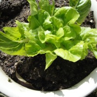 Re-grow lettuce from store bought Hydroponic living lettuce